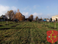 В Год малой родины в Пинске посадят более 1000 деревьев и 850 кустарников