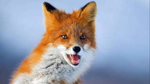 На части территорий города Пинска введен ветеринарный карантин