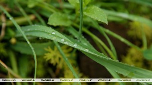 Оранжевый уровень опасности объявлен по югу Беларуси 24 августа из-за сильных дождей